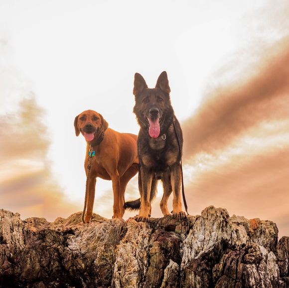 Meet my pups! - Picture 1 of 1